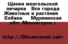 Щенки монгольской овчарки - Все города Животные и растения » Собаки   . Мурманская обл.,Мончегорск г.